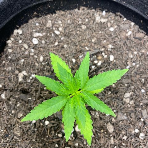Joana #2 growlog timeline photo