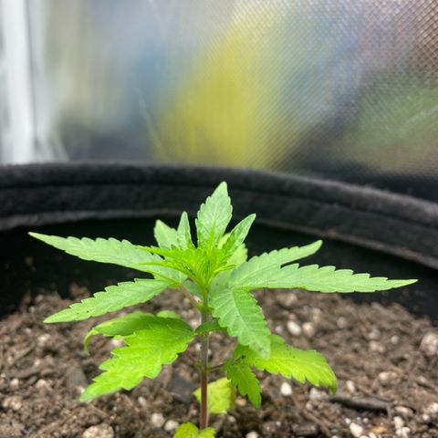 Joana #2 growlog timeline photo