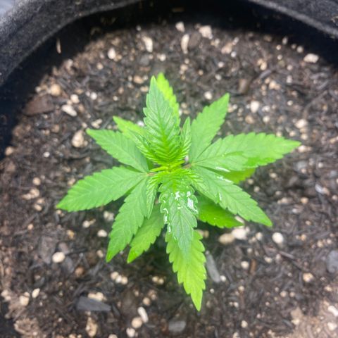 Maria #1 growlog timeline photo