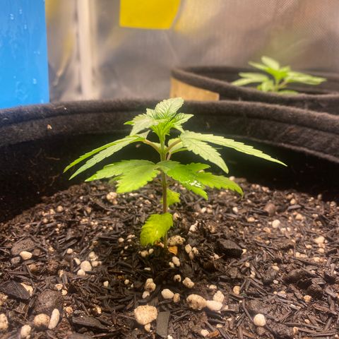 Maria #1 growlog timeline photo