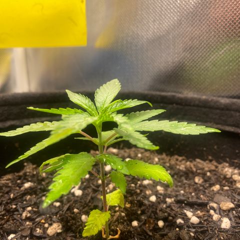 Joana #2 growlog timeline photo