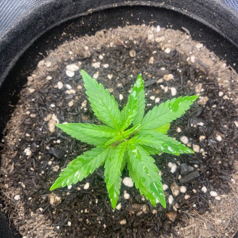 Joana #2 growlog timeline photo