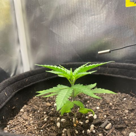 Maria #1 growlog timeline photo