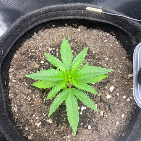 Maria #1 growlog timeline photo