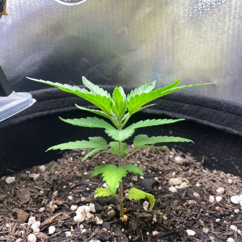 Joana #2 growlog timeline photo