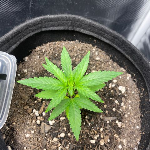 Joana #2 growlog timeline photo