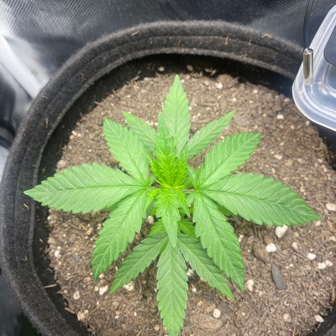 Maria #1 growlog timeline photo