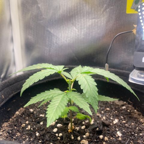 Maria #1 growlog timeline photo