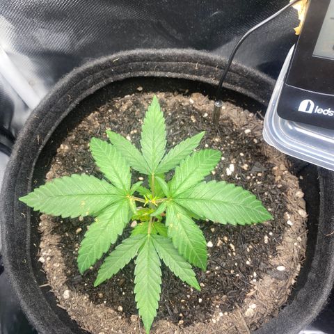 Maria #1 growlog timeline photo