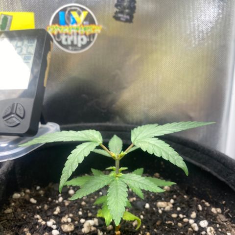 Joana #2 growlog timeline photo