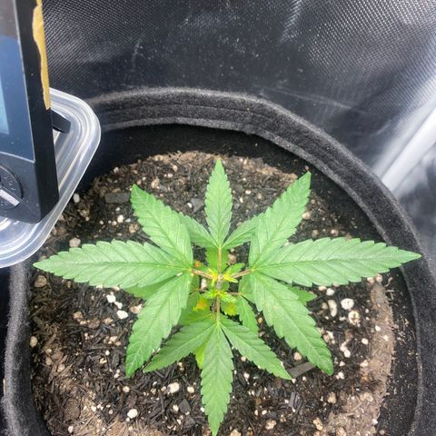 Joana #2 growlog timeline photo