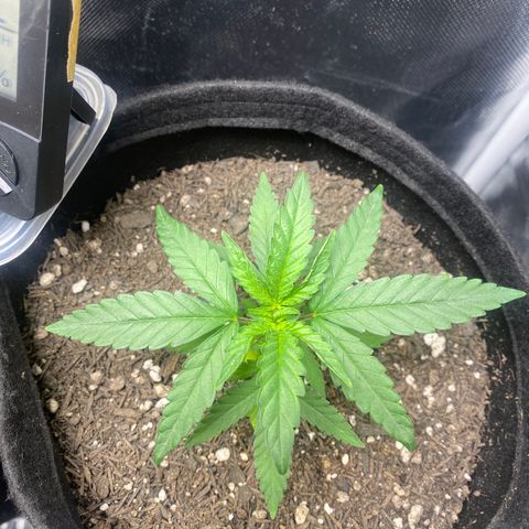 Joana #2 growlog timeline photo