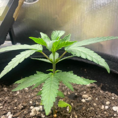 Joana #2 growlog timeline photo