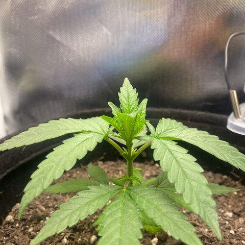 Maria #1 growlog timeline photo
