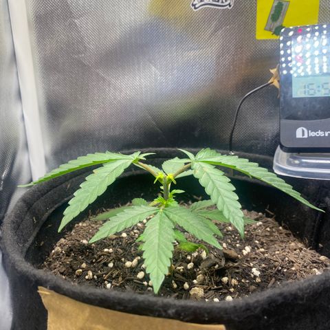 Maria #1 growlog timeline photo