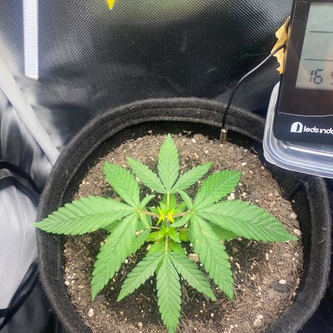 Maria #1 growlog timeline photo