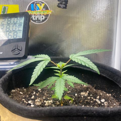 Joana #2 growlog timeline photo