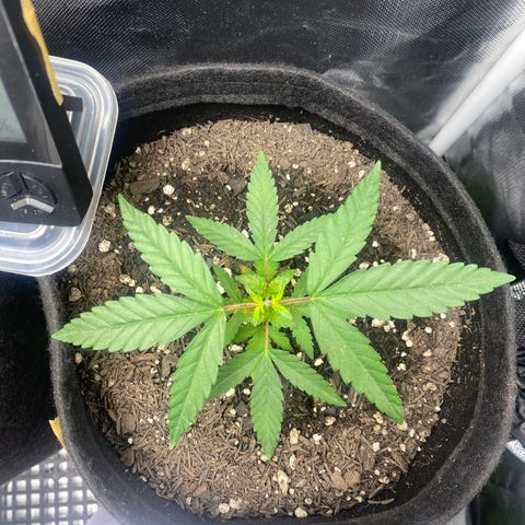 Joana #2 growlog timeline photo