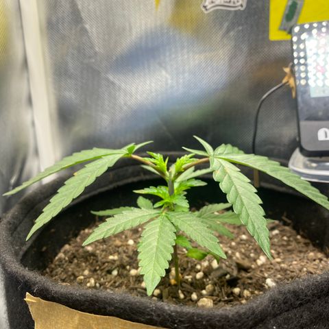 Maria #1 growlog timeline photo