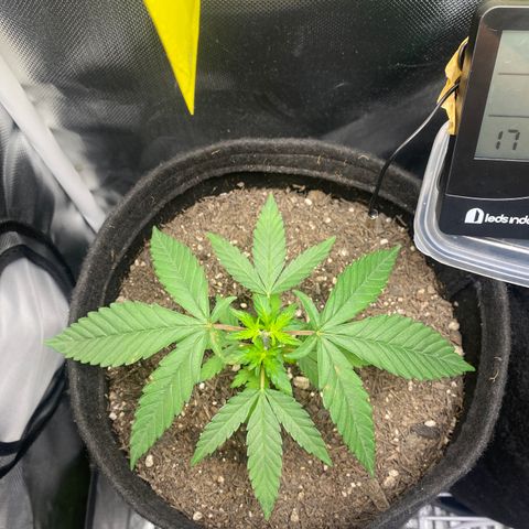 Maria #1 growlog timeline photo