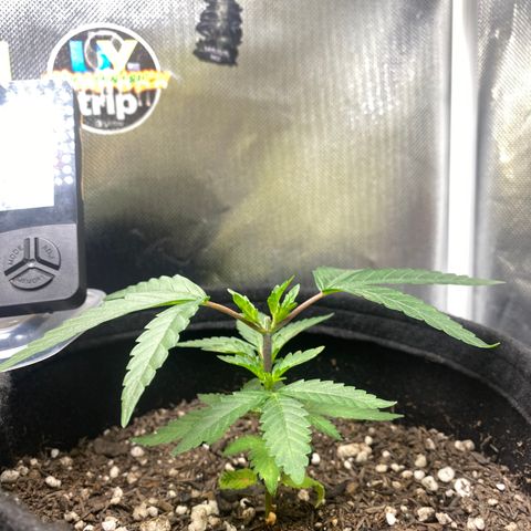 Joana #2 growlog timeline photo