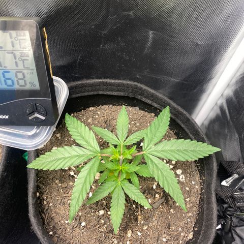 Joana #2 growlog timeline photo