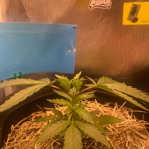 Maria #1 growlog timeline photo