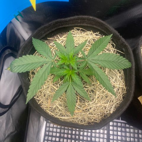 Maria #1 growlog timeline photo