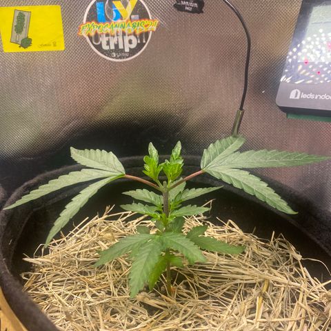 Joana #2 growlog timeline photo