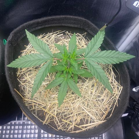 Joana #2 growlog timeline photo