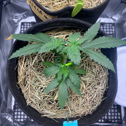 Maria #1 growlog timeline photo