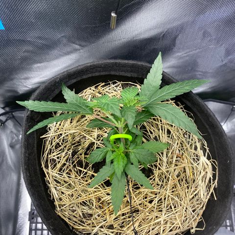 Joana #2 growlog timeline photo