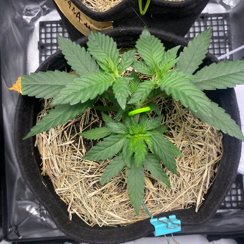 Maria #1 growlog timeline photo