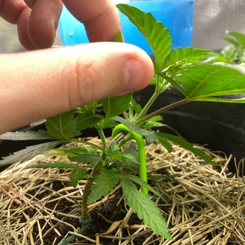 Maria #1 growlog timeline photo