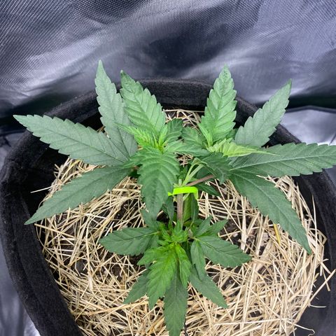 Joana #2 growlog timeline photo