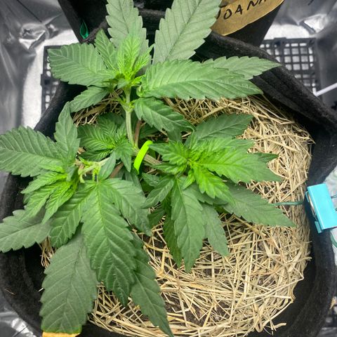 Maria #1 growlog timeline photo