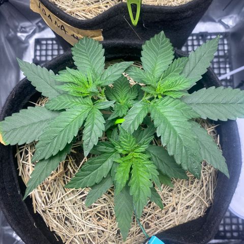 Maria #1 growlog timeline photo