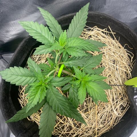 Joana #2 growlog timeline photo