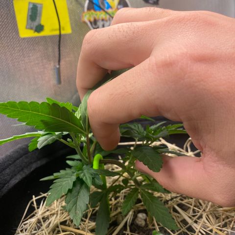 Joana #2 growlog timeline photo