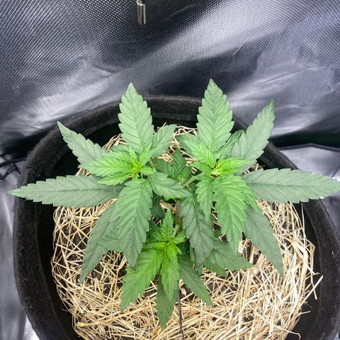 Joana #2 growlog timeline photo