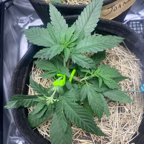 Maria #1 growlog timeline photo