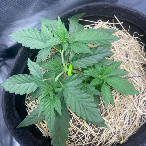 Joana #2 growlog timeline photo