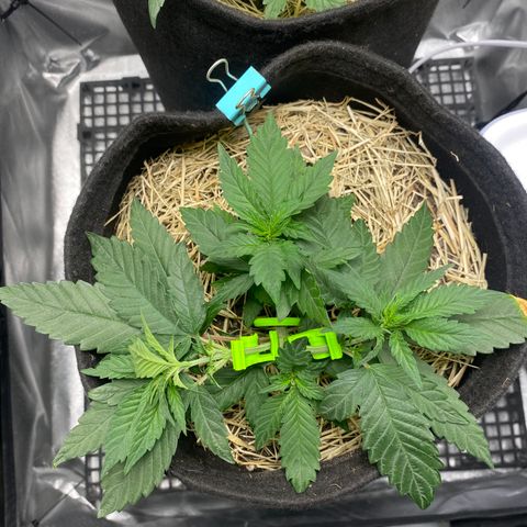 Maria #1 growlog timeline photo