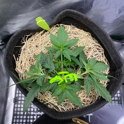 Joana #2 growlog timeline photo