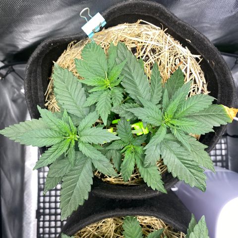 Maria #1 growlog timeline photo