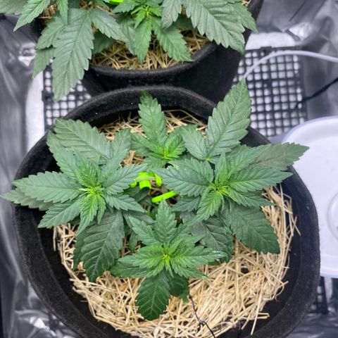 Joana #2 growlog timeline photo