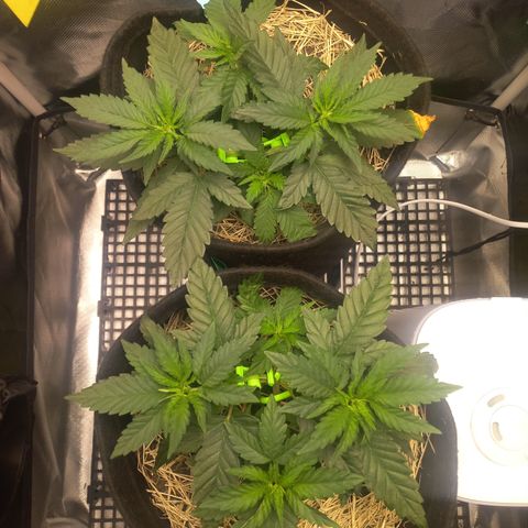 Maria #1 growlog timeline photo