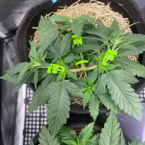 Maria #1 growlog timeline photo