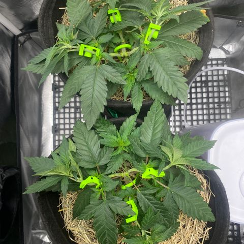 Joana #2 growlog timeline photo