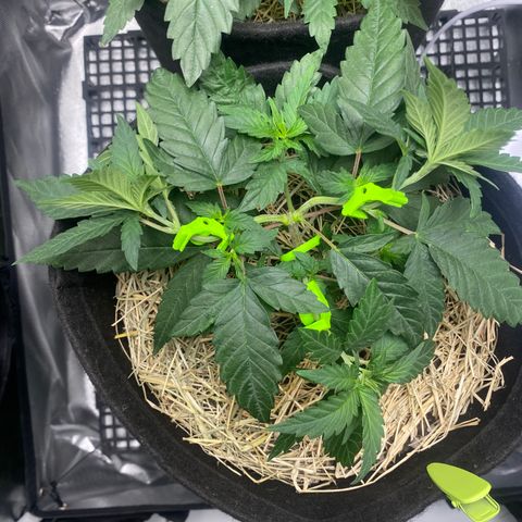 Joana #2 growlog timeline photo